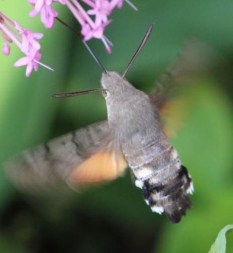 Réf. 303 860 : Macroglossum stellatarum